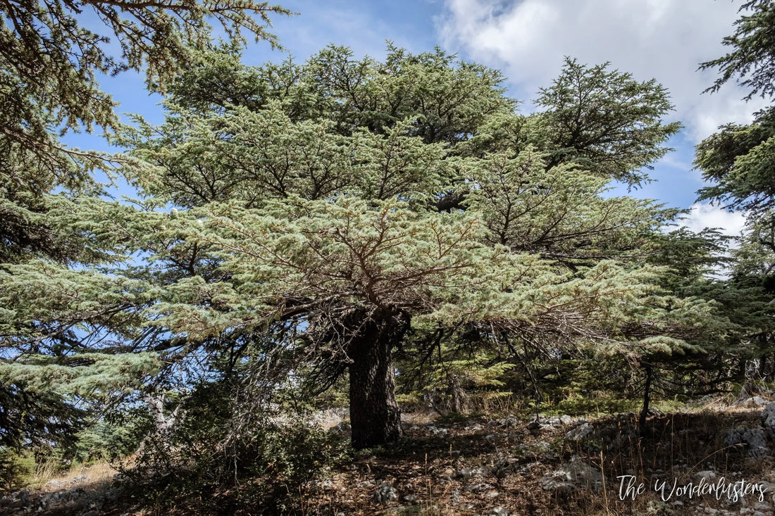 Cedars of God - Cèdres du Liban